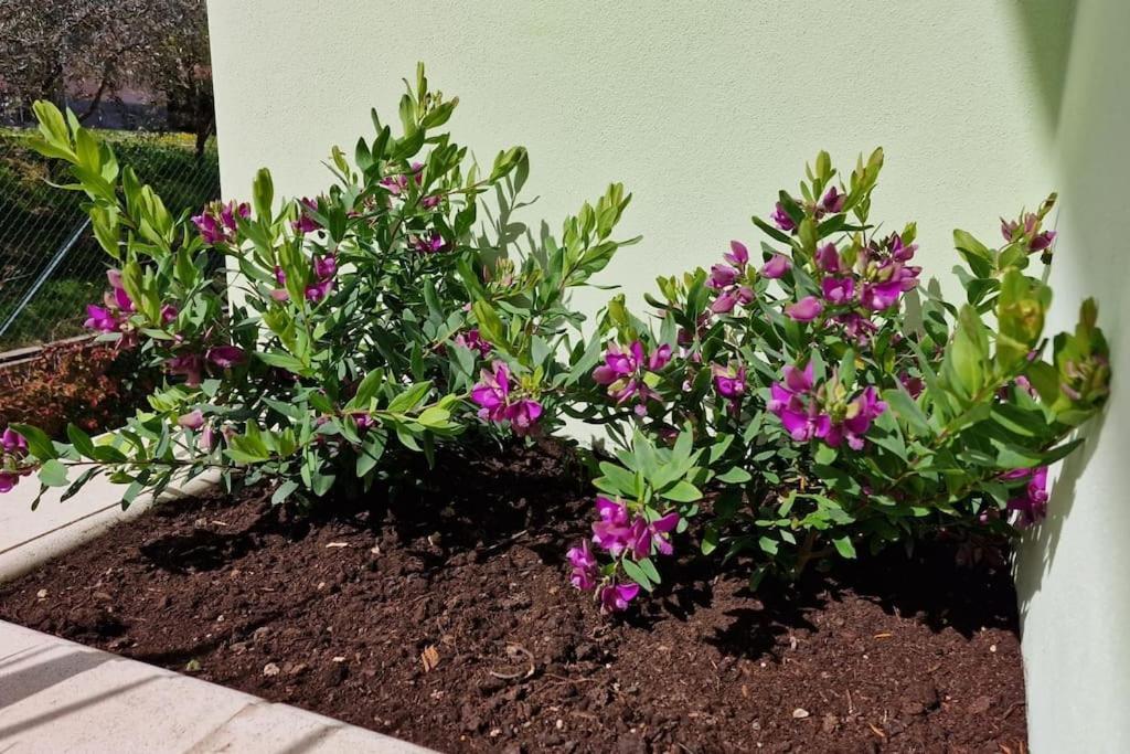 Apartament Casa Myrtifolia Todi Zewnętrze zdjęcie
